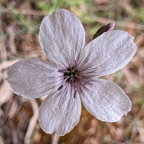 Linum tenuifolium, photograph 2