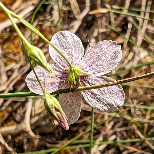 Linum tenuifolium, photograph 3