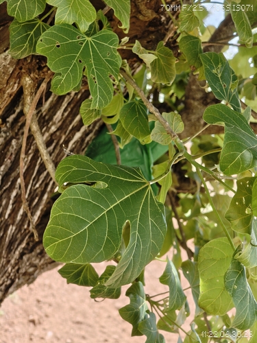 Firmiana colorata observed 2026-06-30