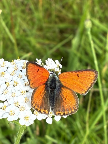 Purple-edged Copper