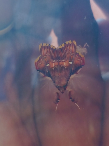 Walker's Moth