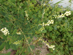 Melilotus albus