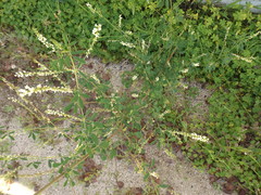 Melilotus albus