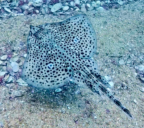 Spotted ray (Raja montagui) — Rajidae — 2