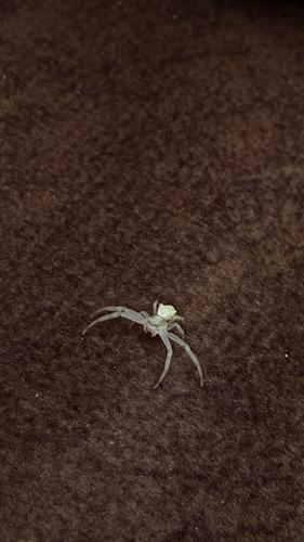 Heather crab spider