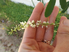 Melilotus albus