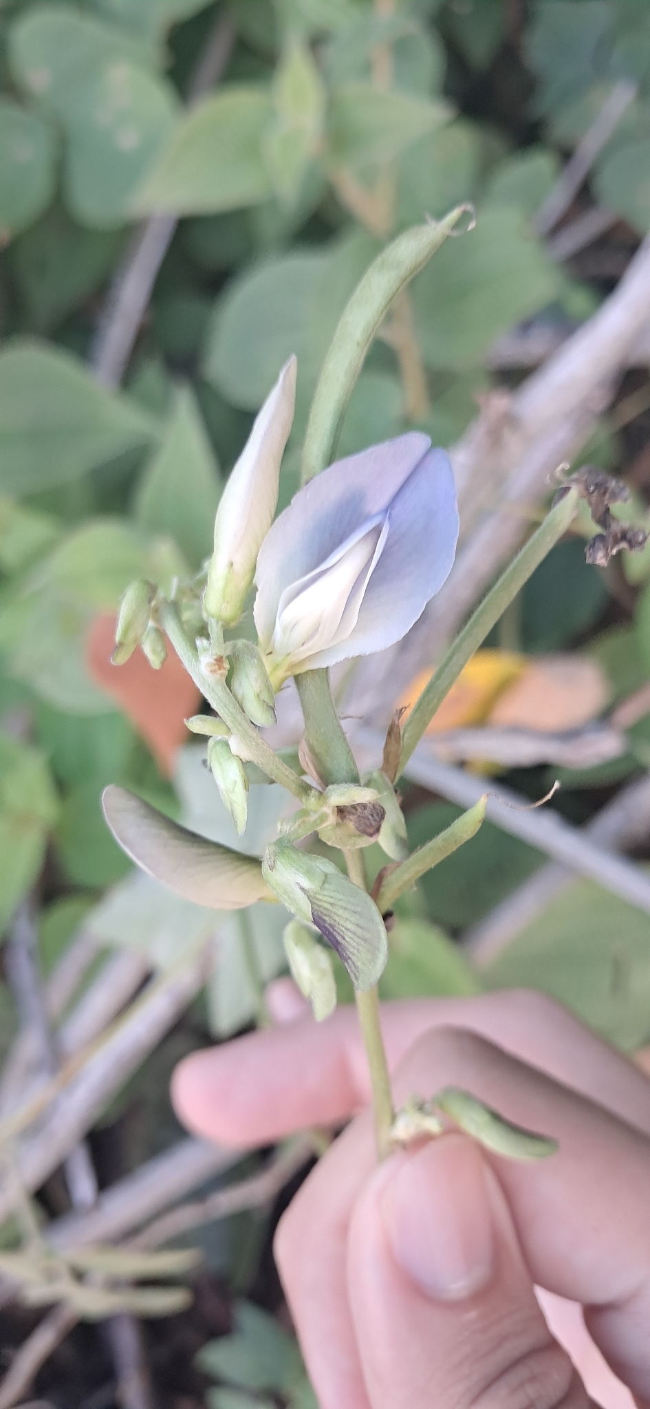 Neustanthus phaseoloides