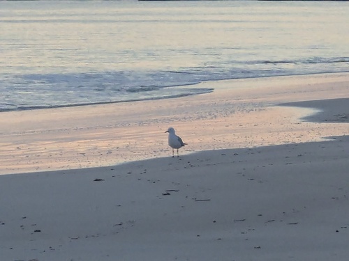 Silver Gull