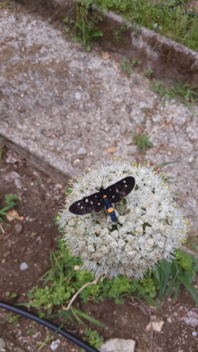 Nine-spotted Moth