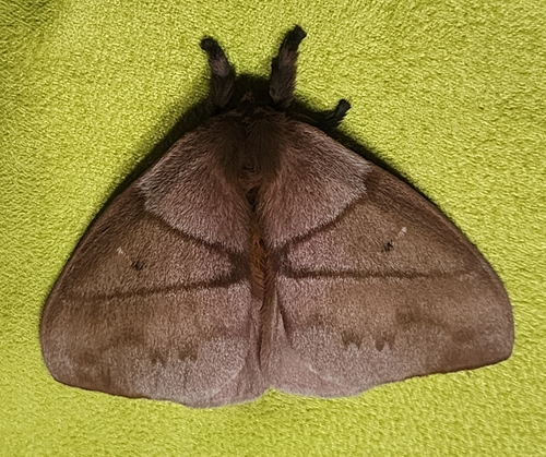 Periphoba arcaei