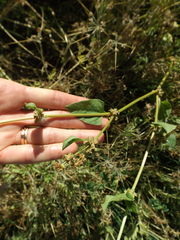 Rumex spinosus