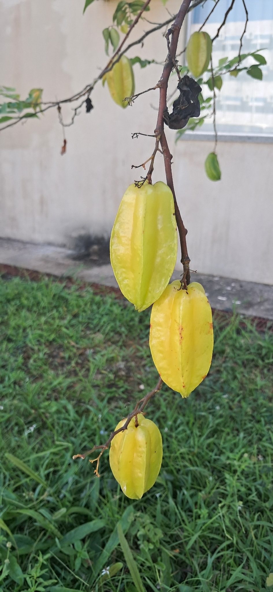 Averrhoa carambola