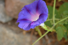 Ipomoea purpurea