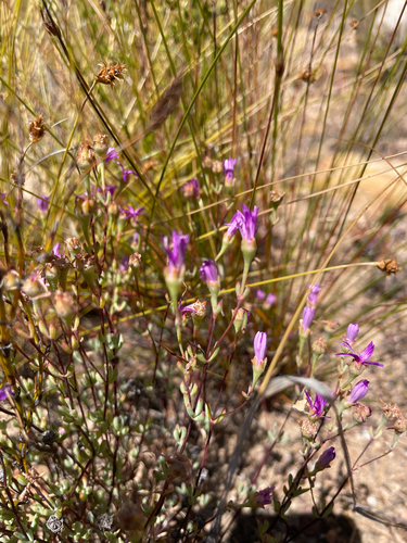 Lampranthus falcatus, photograph 2