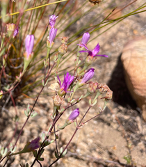 Lampranthus falcatus