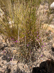 (c) Justin Ponder, some rights reserved (CC BY) Lampranthus falcatus, photograph (c) Justin Ponder, some rights reserved (CC BY)