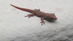 Lygodactylus capensis