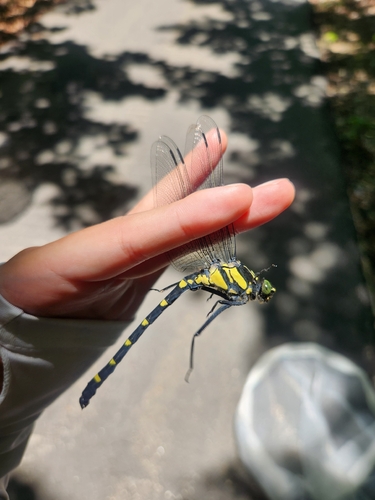 Sieboldius albardae