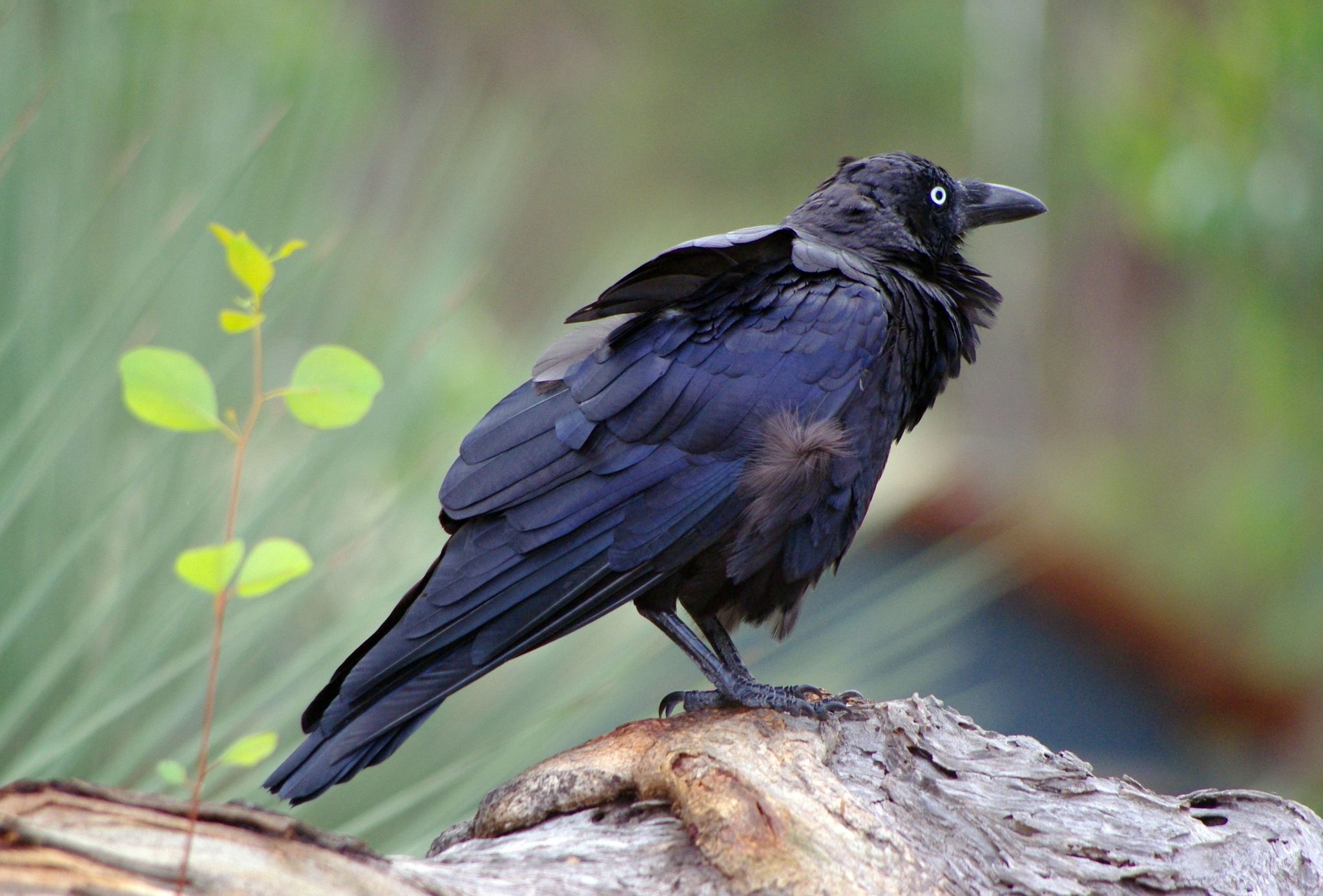 Australian Raven