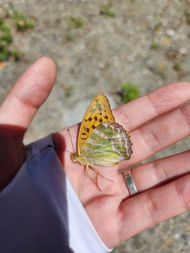 Silver-washed Fritillary