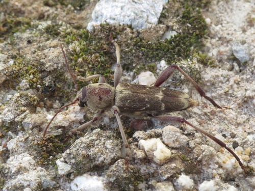 Xylotrechus smei