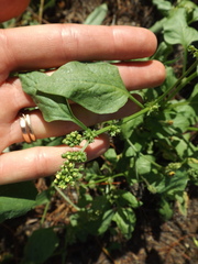 Rumex spinosus