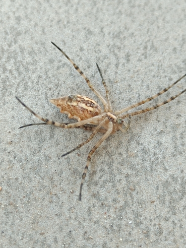 Lobed Argiope