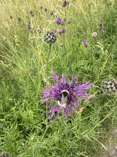 Cuckoo Bumble Bees