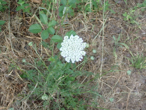 wild carrot