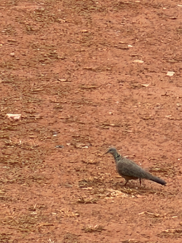 Spotted Dove