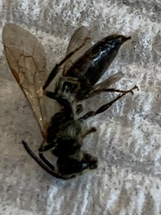 Andrena erigeniae