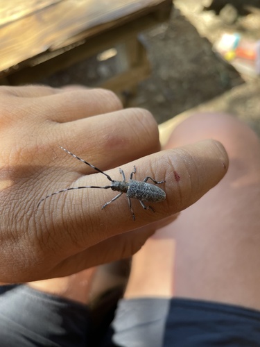 Black Pine Sawyer Beetle