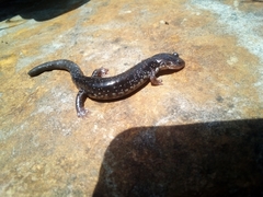 Plethodon ouachitae