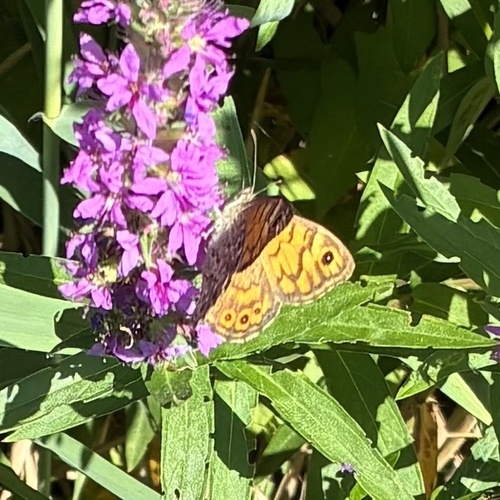 Wall Brown