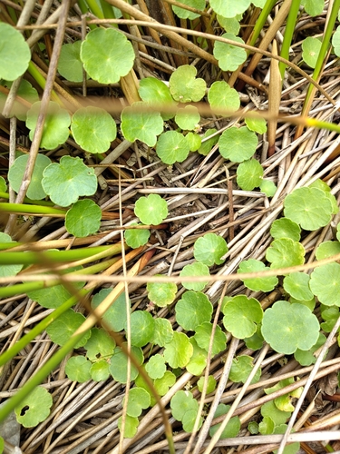 Marsh Pennywort