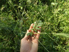 Erodium moschatum