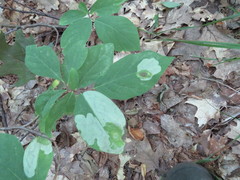 Leucanthiza dircella