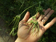 Erodium moschatum