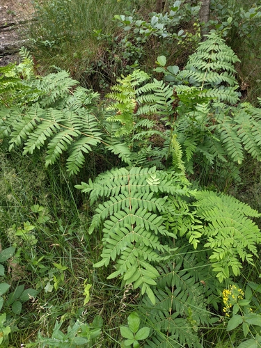 European royal fern
