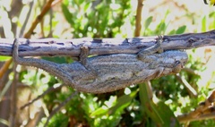 Swartberg Dwarf Chameleon photo 1