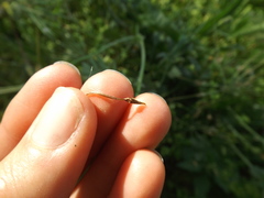 Erodium moschatum