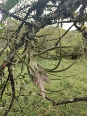 Tillandsia pruinosa, photograph (c) Pompeya Reserva Natural, some rights reserved (CC BY)