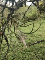 Tillandsia pruinosa, photograph (c) Pompeya Reserva Natural, some rights reserved (CC BY)
