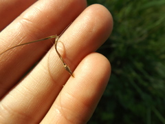 Erodium moschatum