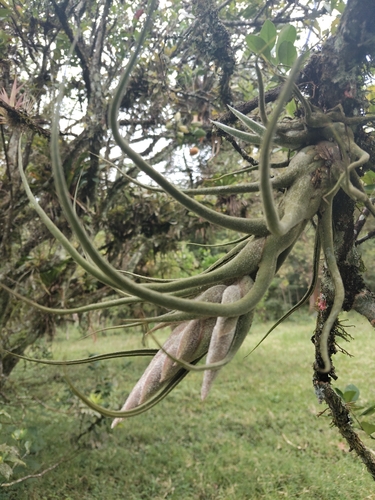 Tillandsia pruinosa, photograph 3