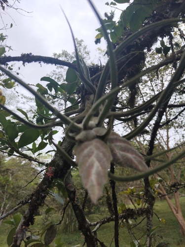 Tillandsia pruinosa, photograph 4