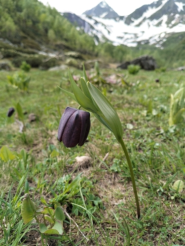 Fritillaria latifolia, photograph 1