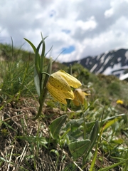 Fritillaria collina