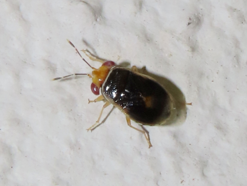 Geocoris ruficeps