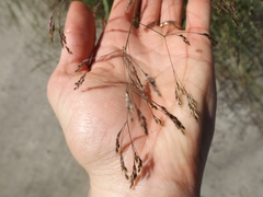 Oloptum miliaceum